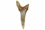 Fossil Sand Tiger Shark Tooth (Carcharias) - Angola #259468-1